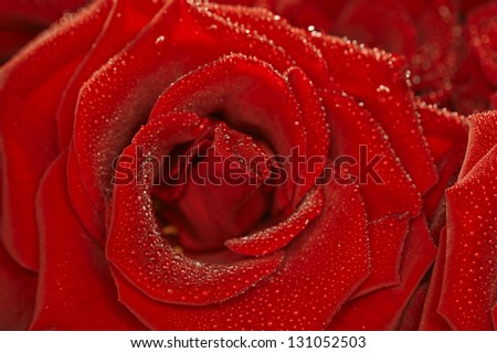 Red natural rose background  with droplets
