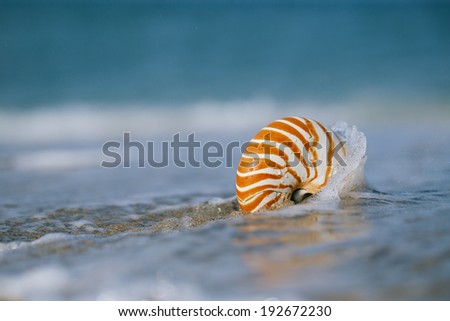 nautilus shell with sea wave,  Florida beach  under the sun light, live action