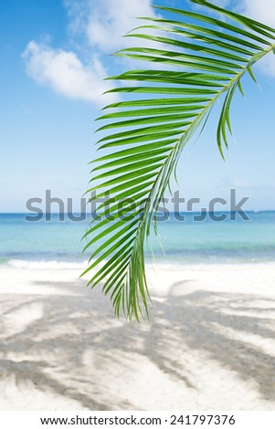 Palm leaf, blue sea and tropical white sand beach ander the sun