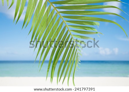 Palm leaf, blue sea and tropical white sand beach ander the sun