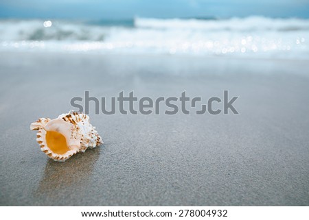 sea shell with sea wave,  Florida beach  under the sun light, live action