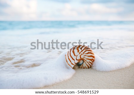 Nautilus Sea