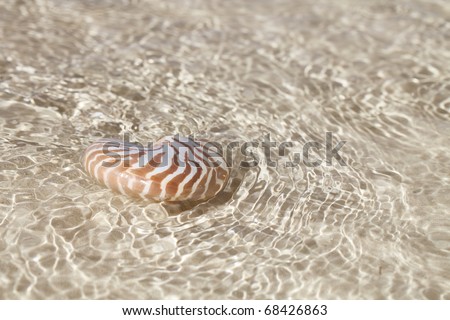 nautilus shell in crystal clear sea water, shallow dof
