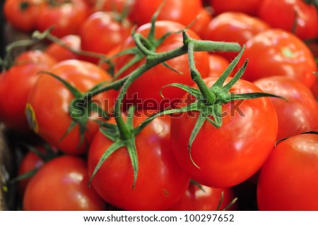 tomatoes on vine ; medium depth of field