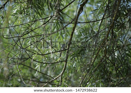 Similar – Image, Stock Photo Long-tailed Tit in shrubbery