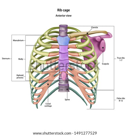 Bones of the human chest. Rib cage bones with the name and description of all sites. Anterior view. Human anatomy. Skeletal system for medical science poster. Vector 3d illustration.