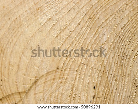 Detail of the cut spruce wood texture