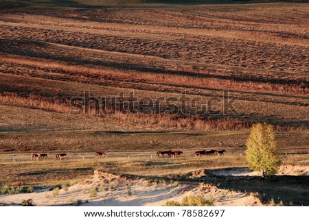 Day view of Autumn scene at Inner Mongolia