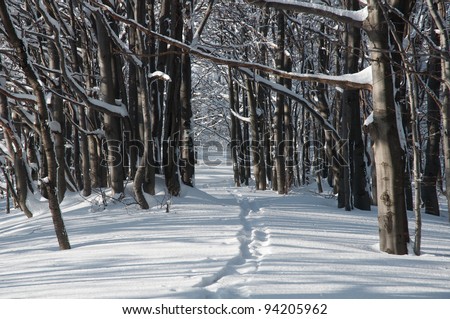 Path through the forest, winter, snow.