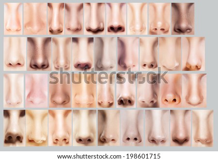 Body Parts. Great Variety of Women\'s Noses. Set of Nostrils
