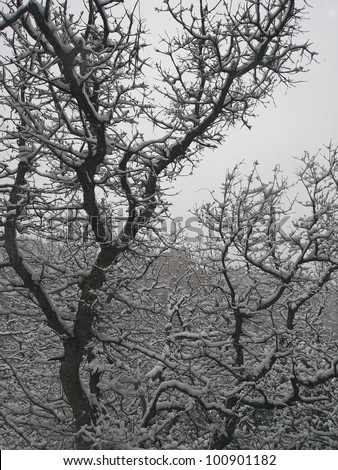A small oak tree covered with thick snow during a storm.