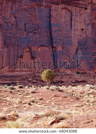 A small juniper stands alone against a sandstone cliff.