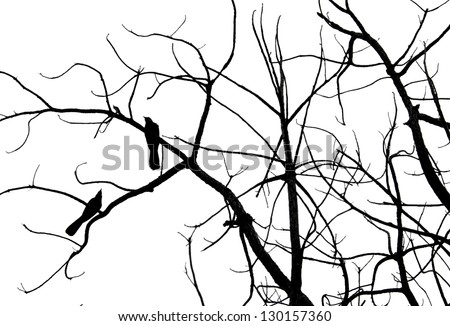 bird silhouette ( koel bird, scolopacea, Cuculidae )