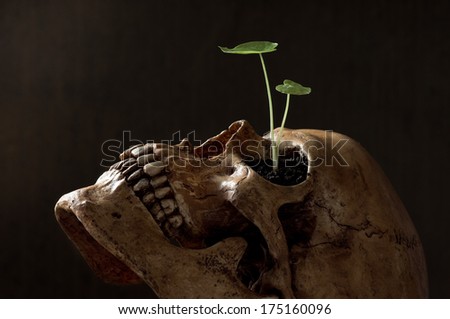new born, young tree growing on skull