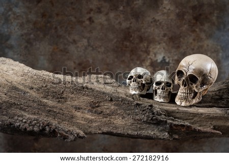 still life photography : three of mini size skull on decay wood with grunge background