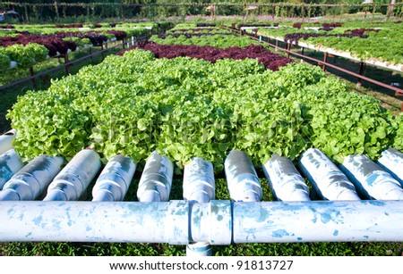 hydroponics plant of lettuce