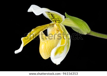 beautiful orchid with drop on black background, mini lady-slipper
