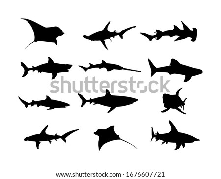 Collection of shark set silhouette isolated on white. Great white, bull shark, devil ray, hammerhead, stingray, manta ray, reef shark symbol, whale shark, saw fish. Predator fish in sea, ocean.