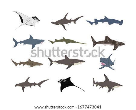 Collection of shark set illustration isolated on white. Great white, bull shark, devil ray, hammerhead, stingray, manta ray, reef shark, whale shark, saw fish. Predator fish in sea, ocean.