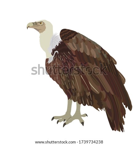 Clipart Vulture Clipart Stunning Free Transparent Png Clipart Images Free Download,Semiformal
