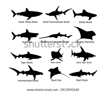 Collection of shark set vector silhouette illustration isolated. Great white, bull shark, devil ray, hammerhead, stingray, manta ray, reef shark, whale shark, saw fish. Predator fish in sea, ocean.