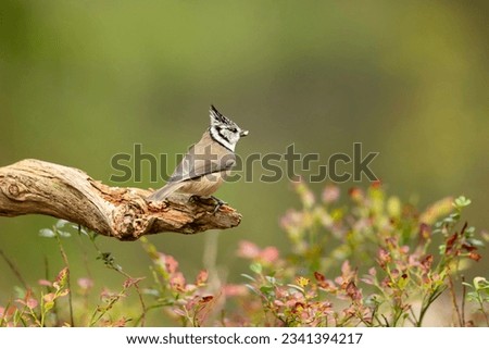 Similar – Image, Stock Photo Crested tit in the woods on a branch