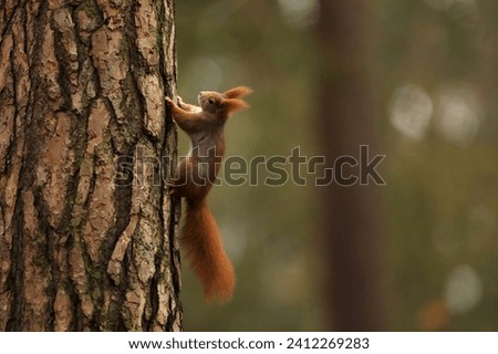 Similar – Image, Stock Photo Climbing squirrel in a tree