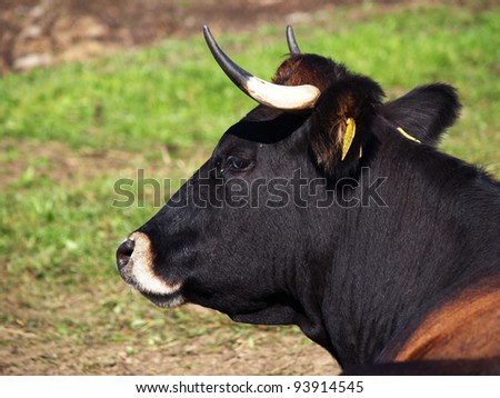 Breeding female cow on the pasture