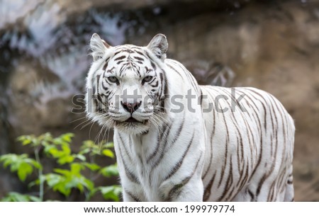White Bengal tiger standing and looking straight. Bengal tiger (Panthera tigris tigris)