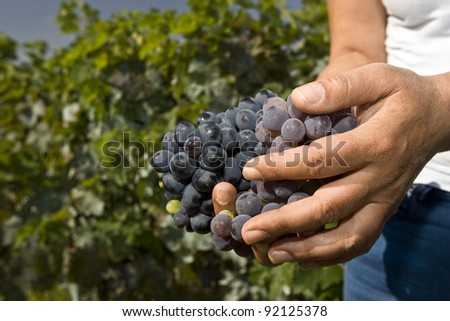 Hard working hands holding a bunch of grapes outdoors