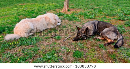 maremma and belgian shepherds relaxing in the garden