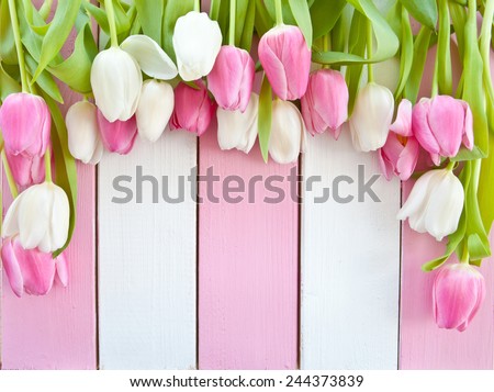 Colorful tulips on pink and white painted wooden boards