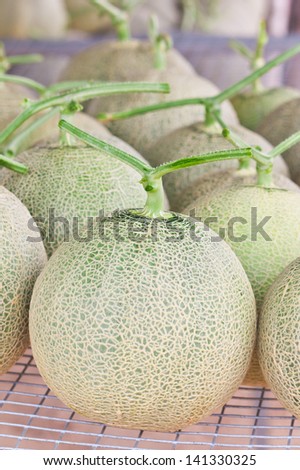 Harvested Japanese melons ready for packing