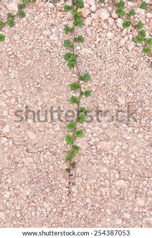 Shoot of ivy on graveled ground
