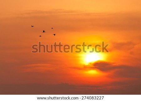 Skyscape view of twilight sun and group of silhouetted birds
