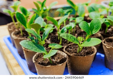 Image, Stock Photo Zucchini seedlings on a pink garden table, rosemary is in bloom, garden tools are ready for use