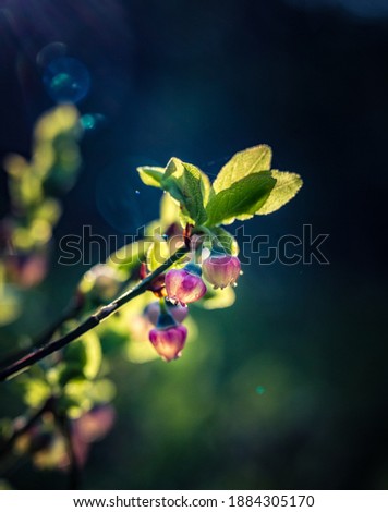 Similar – Image, Stock Photo growth Nature Spring