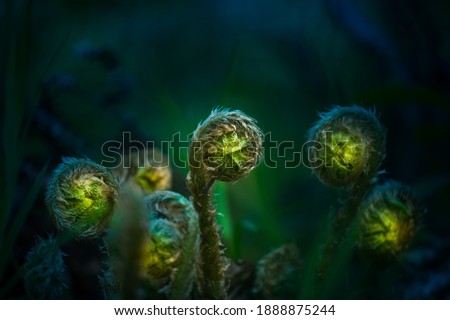 Beautiful, fresh fern sprouts in spring woodlands. Closup of growing fern plant. Natural spring scenery in Northern Europe.