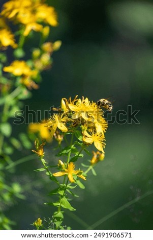 Similar – Image, Stock Photo Meadow and yellow flowers behind a wire mesh fence