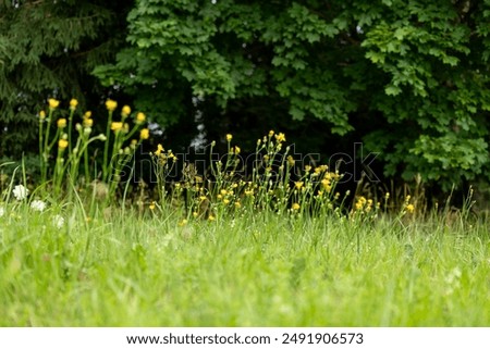 Similar – Image, Stock Photo Meadow and yellow flowers behind a wire mesh fence