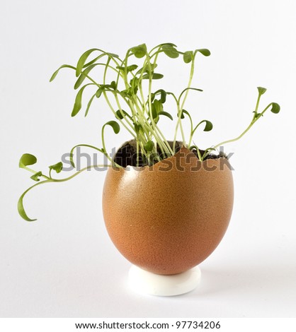 Garden cress growing in an egg shell
