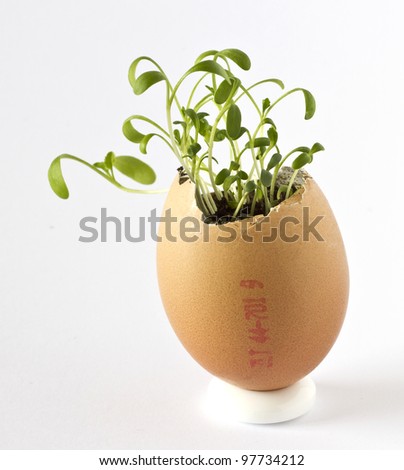 Garden cress growing in an egg shell