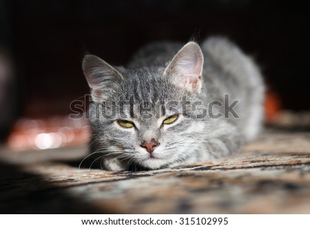 gray cat with yellow eyes plays, preparing to attack