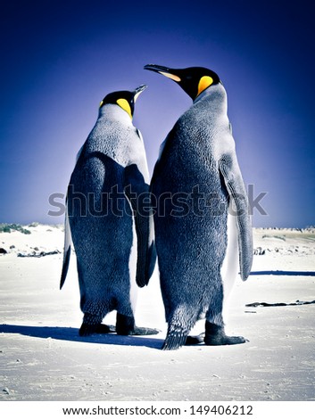 King Penguins at Volunteer Point on the Falkland Islands