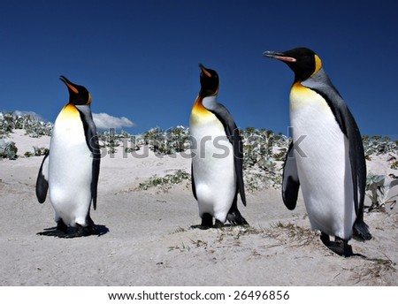 Three King Penguins at Volunteer Point on the Falkland Islands