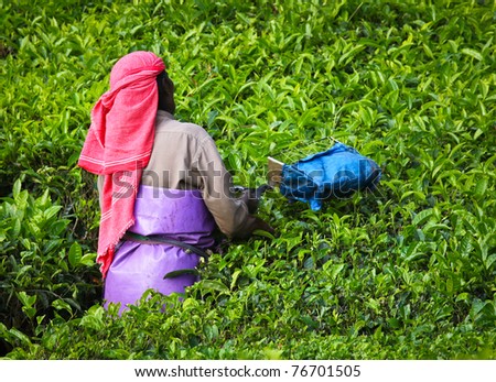 MUNNAR, INDIA - DECEMBER 7 : Woman picking tea leaves in a tea plantation,  Munnar is best known as India's tea capital.  December 7. 2010 - Munnar, Kerala, India