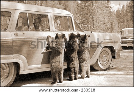 Vintage photo of bear cub looking into a tourist car in Yellowstone National Park