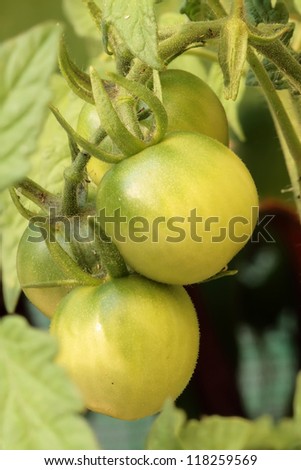 foreground of small tomatoes in the plant called tomato plant