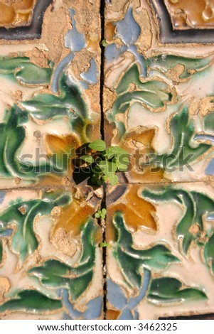 Small plant grows out of a wall between spanish azulejos