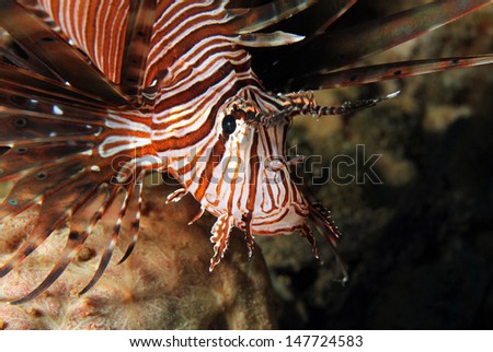 Close-up of a Common Lionfish (Pterois Volitans), South Male Atoll, Maldives